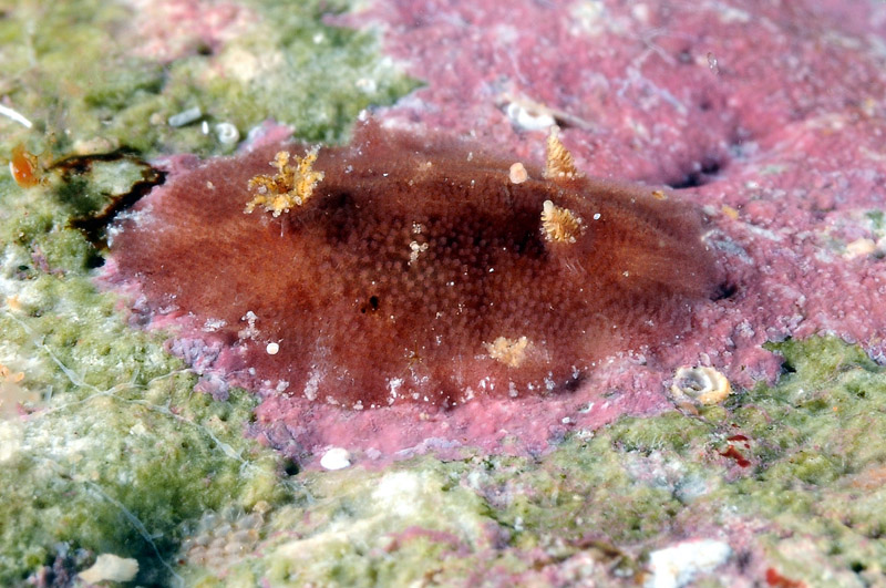 Geitodoris portmanni (Schmekel, 1972)